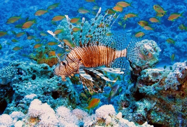 diving-underwater-biology-fish-coral-coral-reef-619559-pxhere.com